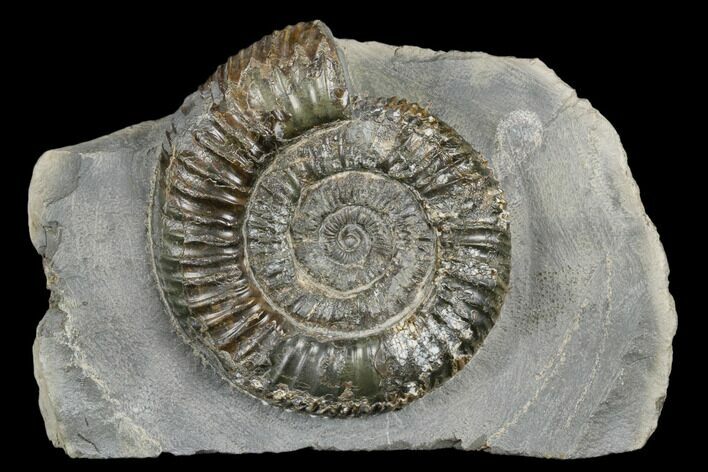 Ammonite (Dactylioceras) Fossil - England #181888